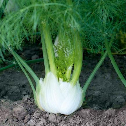 Knolvenkel Solaris F1 – Foeniculum vulgare