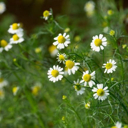 Chamomile – Matricaria chamomilla