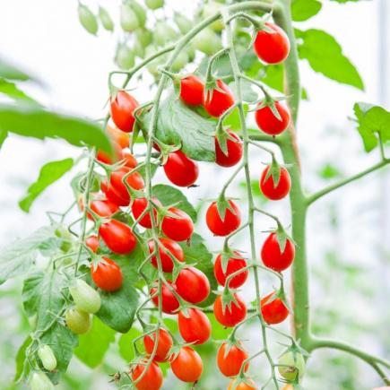 Snacktomaat Petita – Solanum lycopersicum