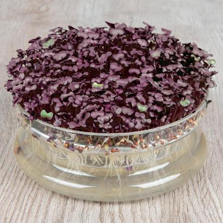 Radijskers Sango Purple - Kiemgroente  – Raphanus sativus