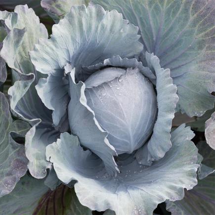 Rode kool Klimaro F1 – Brassica oleracea