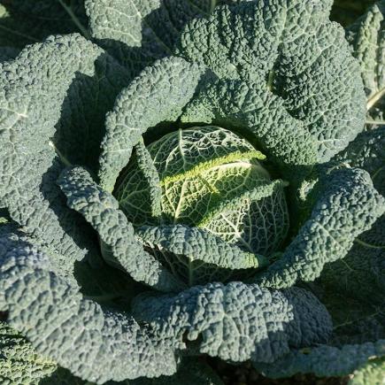 Savooiekool Cantasa F1 – Brassica oleracea