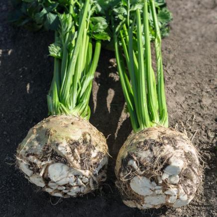 Knolselderij Yara F1 – Apium graveolens